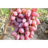 Саженец винограда Виктор-3 (Поздний/Розовый)