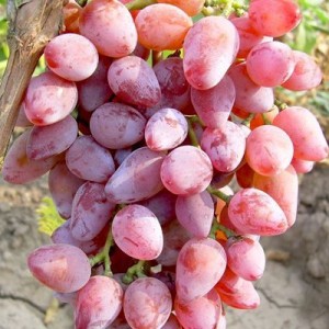 Саженец винограда Виктор-3 (Поздний/Розовый)