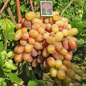 Саженец винограда Виктор (Ранний/Розовый)