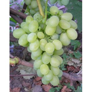 Саженец винограда Вива Айка (Ранний/Белый)