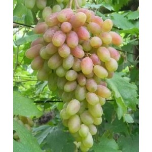 Саженец винограда Юбилей Новочеркасска (Ранний/Розовый)