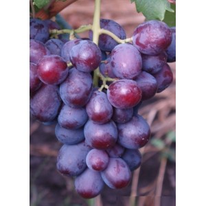 Саженец винограда Заря Несвятая (Ранний/Фиолетовый)