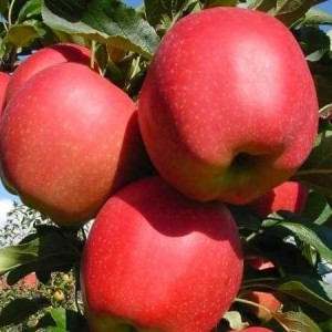 Саженец яблони Гала Маст