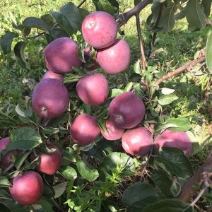 Саженец яблони Имант (Imant)