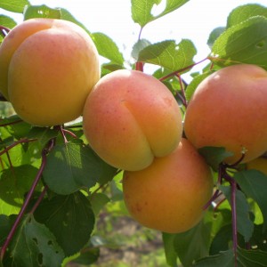 Саженец абрикоса Мелитопольский (ранний)