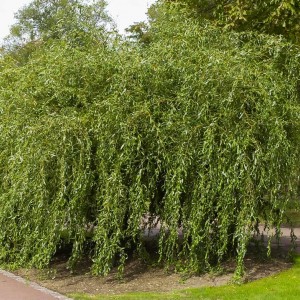 Сеянец ивы Матсуды (Salix Matsudana)