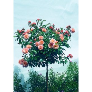 Комплект из 3-х штамбовых роз Априкола (Aprikola)