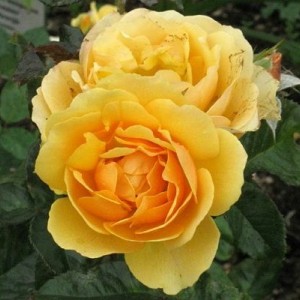 Саженцы розы штамбовой (3 шт. ) Роза Эмбер Куин (Amber Queen)