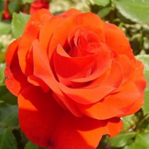 Саженцы розы штамбовой (3 шт. ) Роза Ремембрэнс (Remembrance)