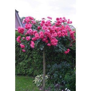Саженцы штамбовой розы (3 шт. ) Роза Розариум Ютерзен  (Rosarium Uetersen)