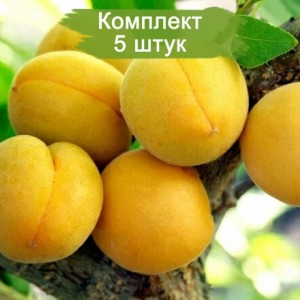 Саженцы абрикоса Самарский (поздний) -  5 шт.