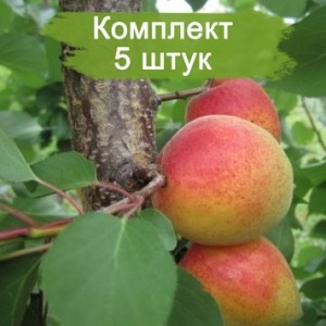 Саженцы абрикоса Сирена (Sirеnа) (поздний) -  5 шт.