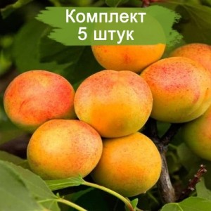 Саженцы абрикоса Водолей (средний) -  5 шт.