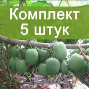 Саженцы актинидии женский Жемчужина Сада -  5 шт.