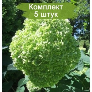 Саженцы гортензии древовидной  Лайм Рики  (Lime Rickey) -  5 шт.