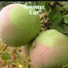 Комплект 5шт / Груша Десертная россошанская: фото и описание