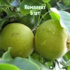 Комплект 5шт / Груша Талица: фото и описание