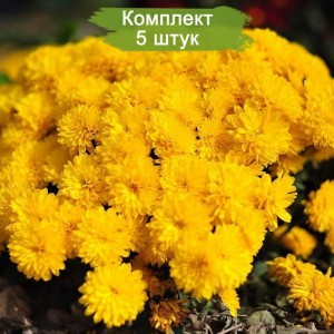 Саженцы хризантемы мультифлора Солнышко (Желтая ) -  5 шт.