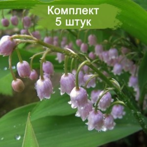 Луковицы ландыша садового Розеа (Rosea) -  5 шт.