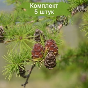 Саженцы лиственницы Сибирская от 150 см -  5 шт.