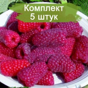 Саженцы ремонтантной малины Рубиновый гигант (Красная) -  5 шт.