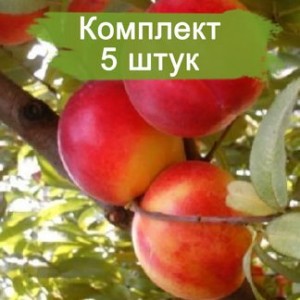 Саженцы нектарина Любимец -  5 шт.