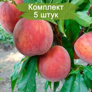 Саженцы персика Рубин Принц -  5 шт.