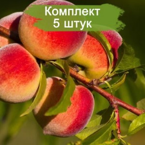 Саженцы персика Золотая Москва -  5 шт.