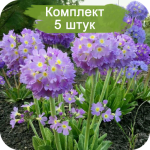 Саженцы примулы Лилак (Lilac) -  5 шт.