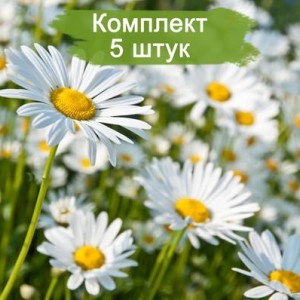 Саженцы ромашки нивяника Обыкновенный -  5 шт.