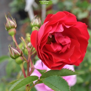 Саженцы канадской розы Аделаида Худлес (Adelaide Hoodless) -  5 шт.
