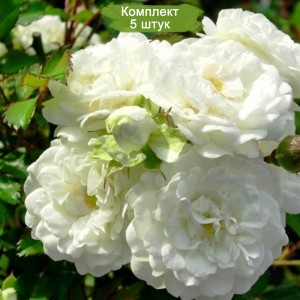 Саженцы кустовой розы Альба Мейяндекор (Alba Meillandecor) -  5 шт.