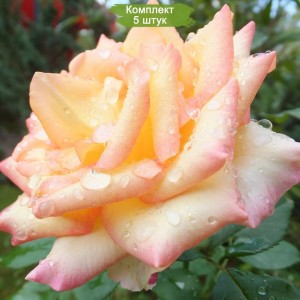 Саженцы чайно-гибридной розы Амбианс (Ambiance) -  5 шт.
