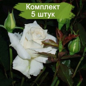 Комплект 5шт / Роза Бианка(чайно-гибридная)