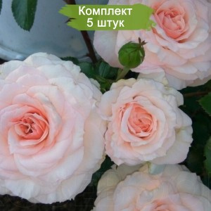 Саженцы шраб розы Бремен Штадтмузикантен (Bremer Stadtmusikanten) -  5 шт.