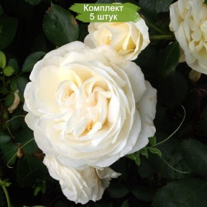 Саженцы канадской розы Джей Пи Коннел (J.P. Connel) -  5 шт.