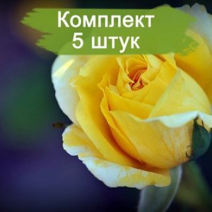 Саженцы чайно-гибридной розы Джина Лоллобриджида (Gina Lollobrigida) -  5 шт.