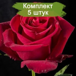 Саженцы чайно-гибридной розы Форевер янг (Forever Young) -  5 шт.