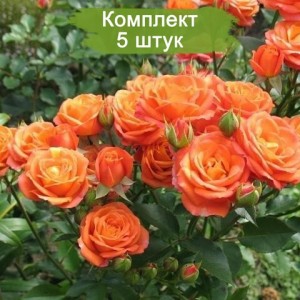 Саженцы спрей розы Келли (Sprey Kelly) -  5 шт.