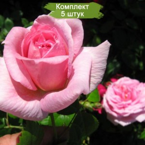 Саженцы канадской розы Ламберт Клосс (Lambert Closse) -  5 шт.