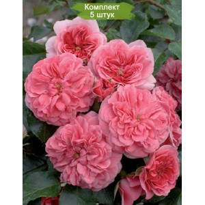 Саженцы почвопокровной розы Лэс Кватре Сизонс (Les Quatre Saisons) -  5 шт.