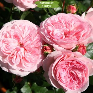 Саженцы розы флорибунды Мария Терезия (Mariatheresia) -  5 шт.