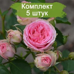 Саженцы спрей розы Мими Эден (Mimi Eden) -  5 шт.