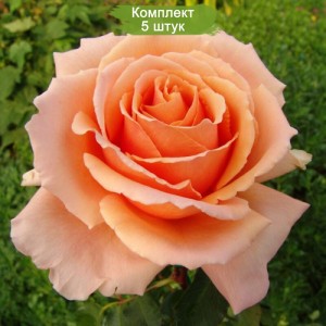 Саженцы чайно-гибридной розы Примадонна (Primadonna ) -  5 шт.