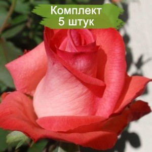 Саженцы чайно-гибридной розы Рафаэлла (Raphaela) -  5 шт.