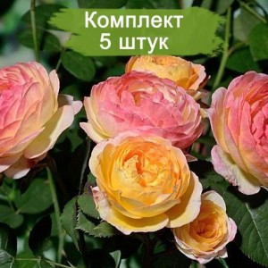Саженцы шраб розы Розоман Жанон (Rosomane Janon ) -  5 шт.