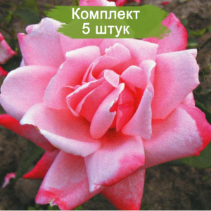 Комплект 5шт / Роза Утро Москвы(чайно-гибридная)