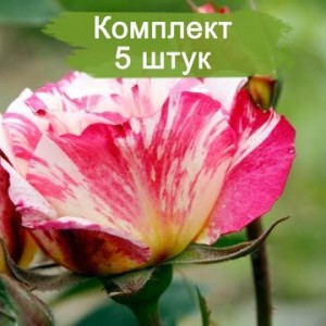 Саженцы миниатюрной розы Зебулон (Zebulon) -  5 шт.