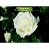 Саженцы чайно-гибридной розы Жанна Моро (Jeanne Moreau) -  5 шт.