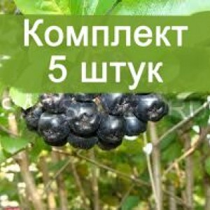 Сеянцы рябины черной (от 20 см.)  -  5 шт.